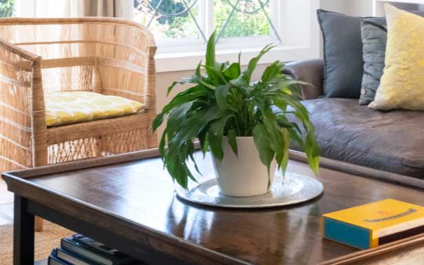 a view of coffee table and plant