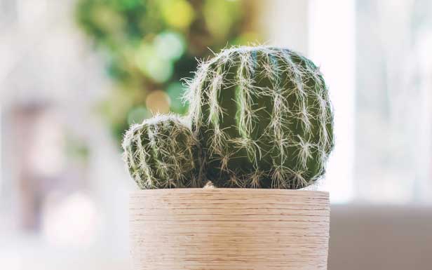 close up of potted mini cactus