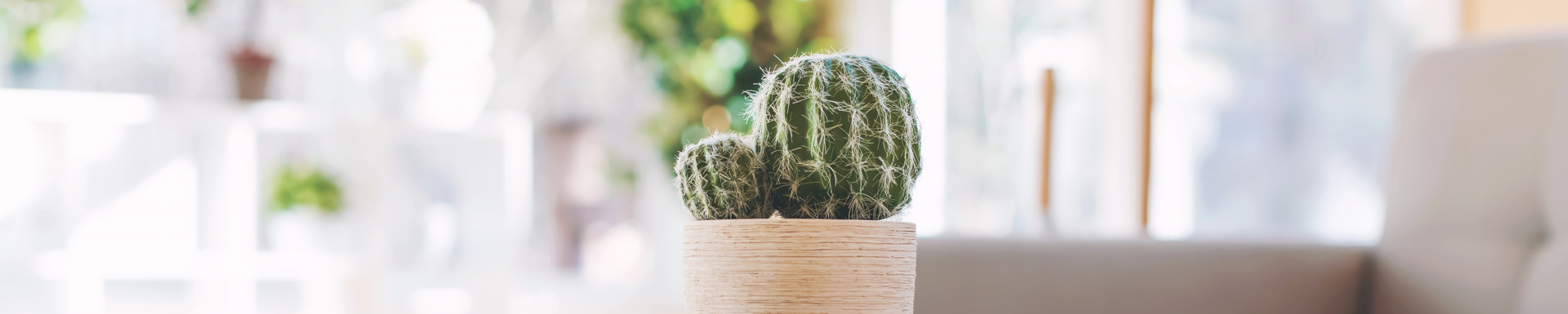 table view of mini cactus