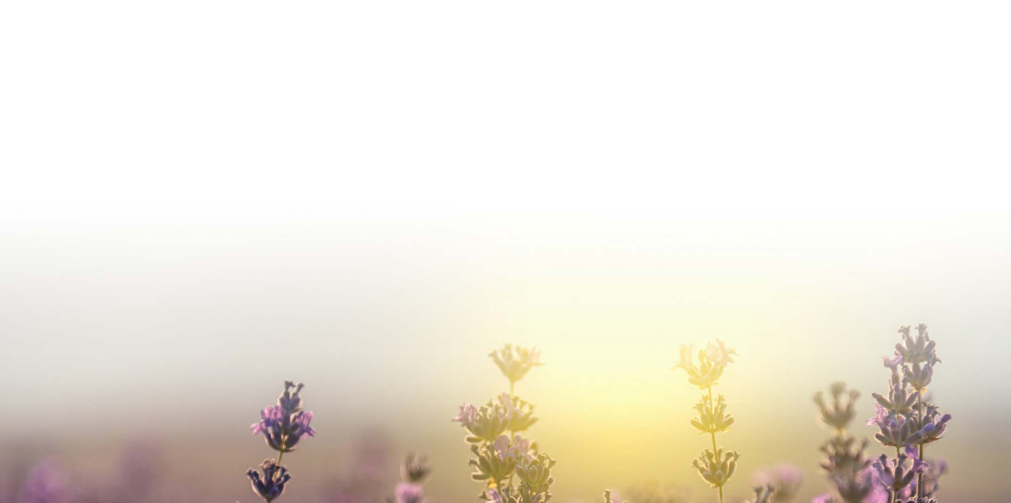 Flowers in a field during sunset